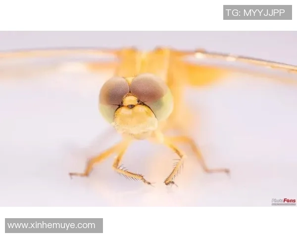 王强独家揭秘羽毛球技巧与心得分享助你提升球技的秘密宝典